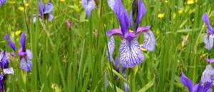 Bergwiese Osterzgebirge, Landesverein Sächsischer Heimatschutz