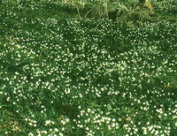 Polenztaler Wiese mit Märzenbecher in Blüte