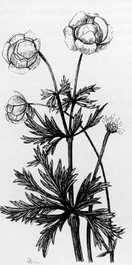 Die Trollblume – Pflanze des Jahres 1995