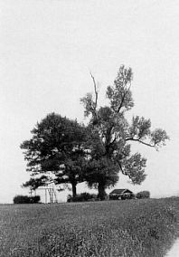 Die Babisnauer Pappel nun in der Obhut des Landesvereins