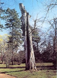 Im landschaftlich gestalteten Teil des Großen Gartens in Dresden sind einige sterbende oder bereits tote Bäume nicht nur romantische Blickfänge, sondern auch Wohnung und Nahrungsquelle für viele Lebewesen.