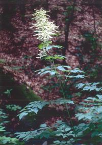 Waldgeißbart am Nordhang des Gleisberger Burgberges. 31. Mai 1993