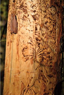 Bild: Die Entfernung des Nadelbaumbestandes war aus verschiedenen Gründen erforderlich und wurde nach dem Borkenkäferbefall zwingend, hier eine der 2019 abgestorbenen Lärchen