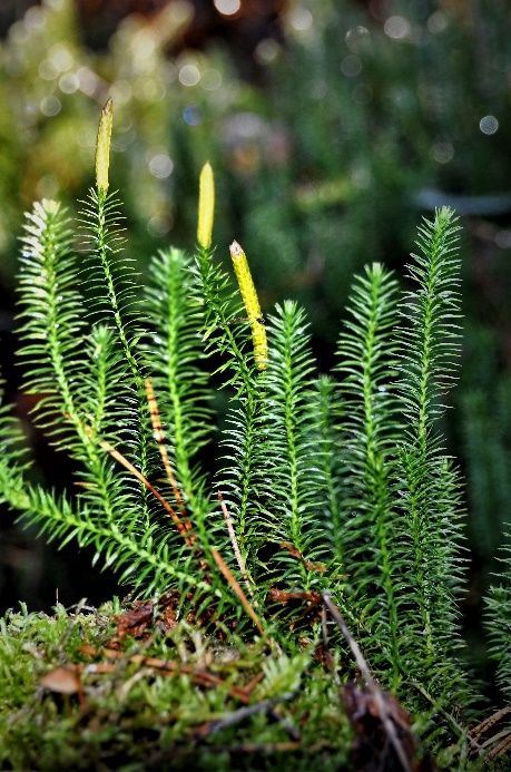 Sprossender Bärlapp