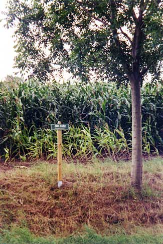 Esche, Baum des Jahres 2001, Foto: Veronica Teicher