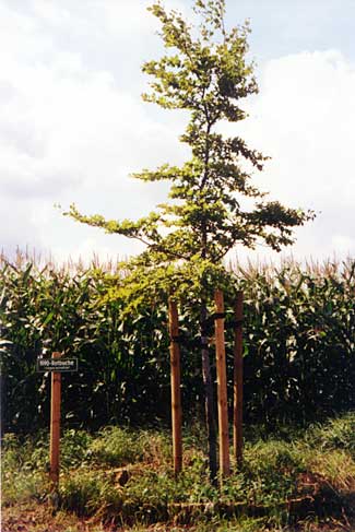 Rotbuche, Baum des Jahres 1990, Foto: Veronica Teicher