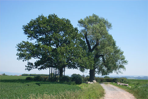 Die Babisnauer Pappel (rechts) und die Bismarck-Eiche (links), gesehen aus Westen, Foto: Veronika Teicher